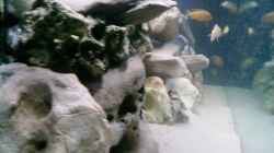 Besatz im Aquarium Becken 11825