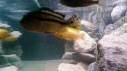 Besatz im Aquarium Becken 11825