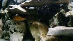 Aquarium Becken 11825