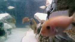 Besatz im Aquarium Becken 11825