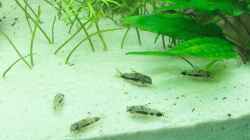 Corydoras habrosus, Salz- und Pfefferwels