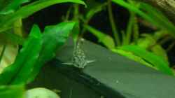 Corydoras habrosus