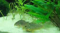 Corydoras sterbai, Orangeflossen-Panzerwels