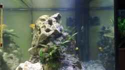 Aquarium Becken 12059