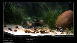 Aquarium Becken 121