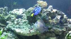 Besatz im Aquarium Becken 12110