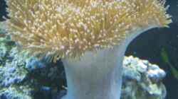 Sarcophyton
