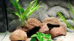 Linker Beckenteil