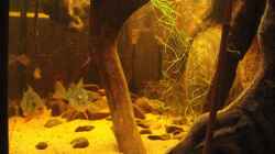 Besatz im Aquarium Becken 12154