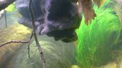 Pflanzen im Aquarium Becken 12154