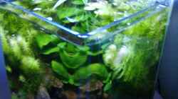 Dekoration im Aquarium Becken 12183