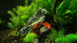 Aquarium Becken 12207