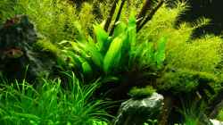 Aquarium Becken 12207