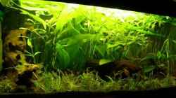 Aquarium Becken 1221