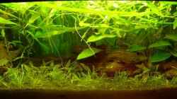 Aquarium Becken 1221