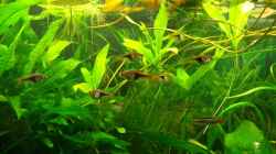 Trigonostigma espei und Rasbora heteromorpha