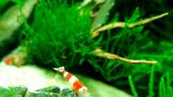 Besatz im Aquarium Becken 12268