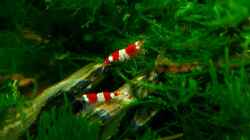 Besatz im Aquarium Becken 12268