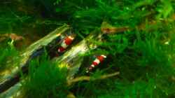 Besatz im Aquarium Becken 12268