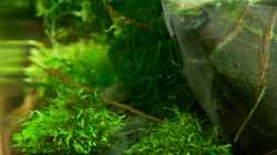Pflanzen im Aquarium Becken 12268