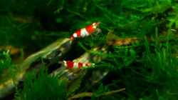 Besatz im Aquarium Becken 12268