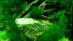 Aquarium Becken 12268