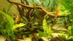 Becken links