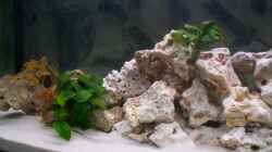 Pflanzen im Aquarium Becken 12587