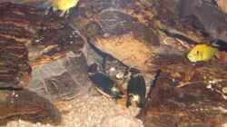 Cherax sp. ´blue moon´