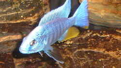 Sciaenochromis freyeri