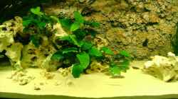 Aquarium Becken 12705