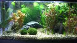 Dekoration im Aquarium Becken 12734