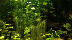 Pflanzen im Aquarium RR-Becken