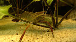 Besatz im Aquarium RR-Becken