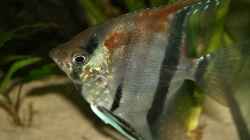 Besatz im Aquarium RR-Becken