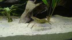 Besatz im Aquarium RR-Becken