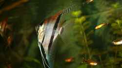 Besatz im Aquarium RR-Becken