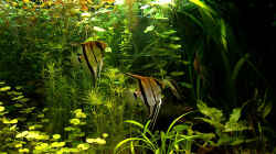 Besatz im Aquarium RR-Becken