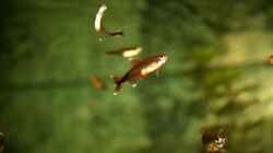 Besatz im Aquarium RR-Becken