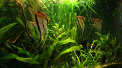 Besatz im Aquarium RR-Becken