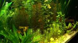 Pflanzen im Aquarium RR-Becken