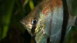 Besatz im Aquarium RR-Becken