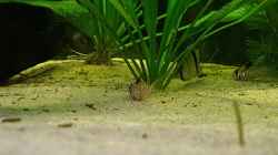 Besatz im Aquarium RR-Becken