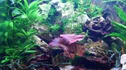 Aquarium Becken 12802