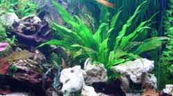 Aquarium Becken 12802