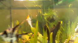 Besatz im Aquarium Becken 12820