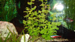 Lysimachia nummularia