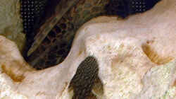 Blauer Antennenwels (unten), Punktierter Schilderwels (oben)
