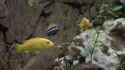 Besatz im Aquarium Becken 1288