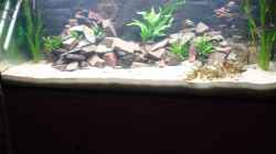 Aquarium Aquestor